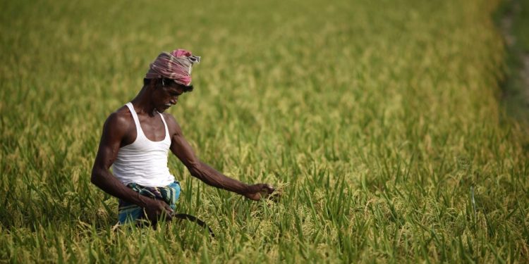 الزراعة في بنجلاديش