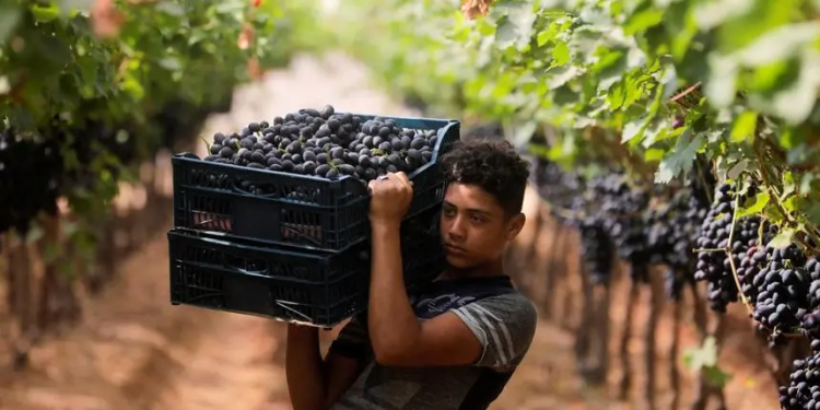 العنب ؛ الحاصلات الزراعية