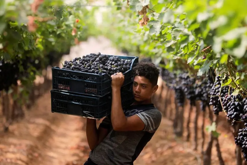 العنب ؛ الحاصلات الزراعية