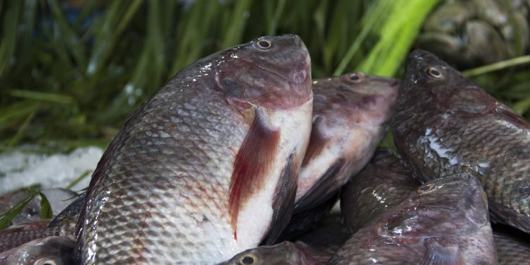 الأسماك ؛ الثروة السمكية