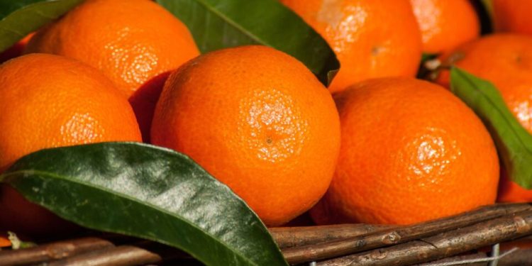 البرتقال ؛ الموالح ؛ الحاصلات الزراعية