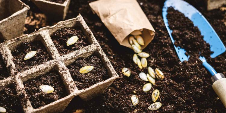 تقاوى الخضر ؛ التقاوى