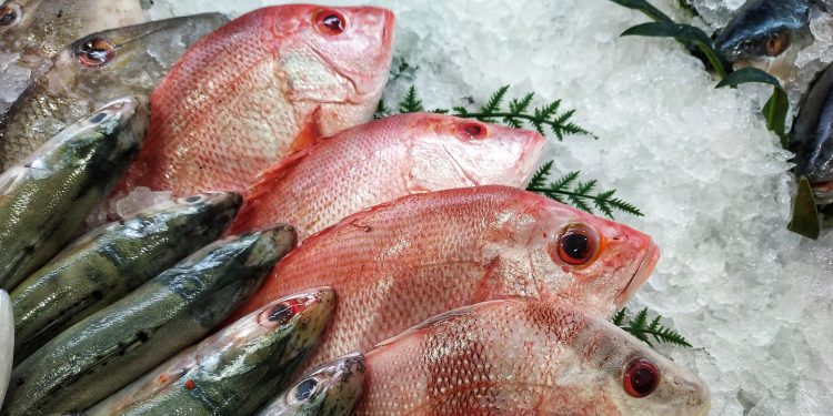 الأسماك ؛ الثروة السمكية