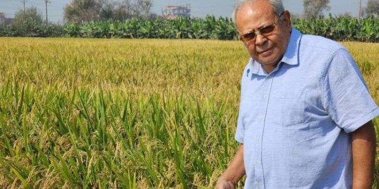 سعيد سليمان أستاذ علم الوراثة: أرز الجفاف المصرى «عرابى» يغزو الزراعات العربية