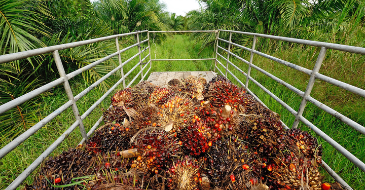 مخلفات النخيل