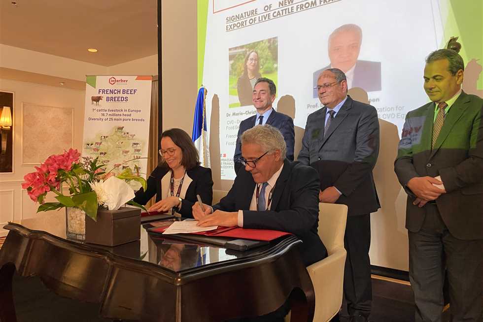 رابطة "إنتربيڤ" الفرنسية تبحث تعزيز صادرتها من الأبقار لمصر