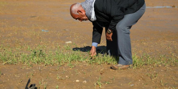 "الفاو": تدمير 75% من حقول المحاصيل الزراعية في "غزة" بسبب الحرب