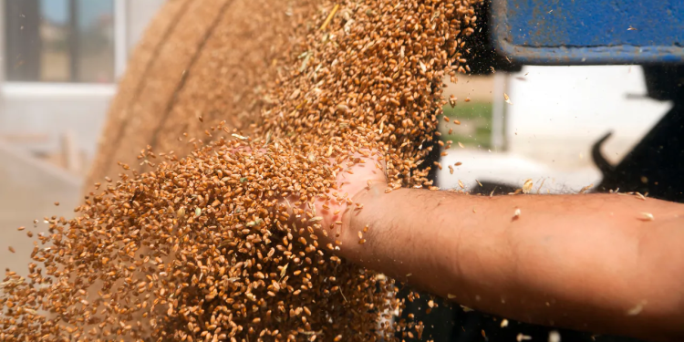 صادرات أوكرانيا الزراعية ؛ القمح ؛ الحبوب
