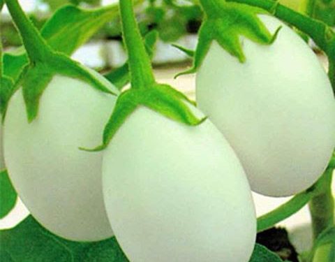 البيض النباتي