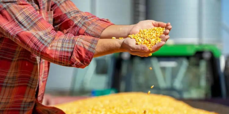 صادرات الحبوب الأمريكية