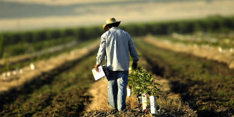 خفض التمويل الفيدرالي يعمق خسائر المزارعين الأمريكيين