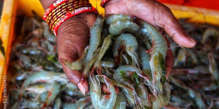 الروبيان، أو ما يعرف بالجمبري