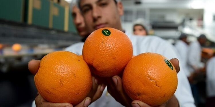الموالح المصرية