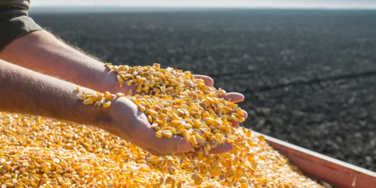 الذرة ؛ الحبوب ؛ الأعلاف