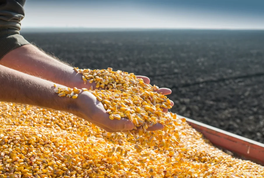 الذرة ؛ الحبوب ؛ الأعلاف