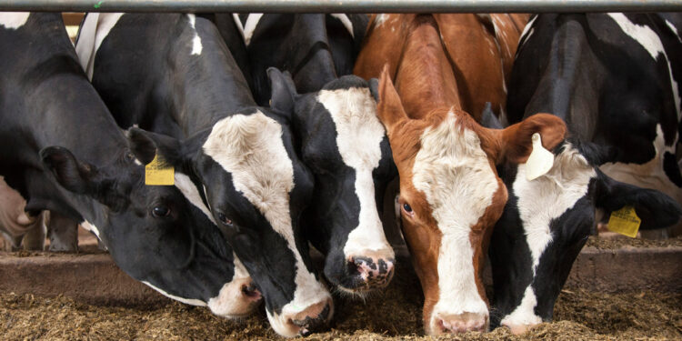 "المصرية السودانية" تستورد 8 آلاف رأس أبقار حية استعداداً للأضاحي