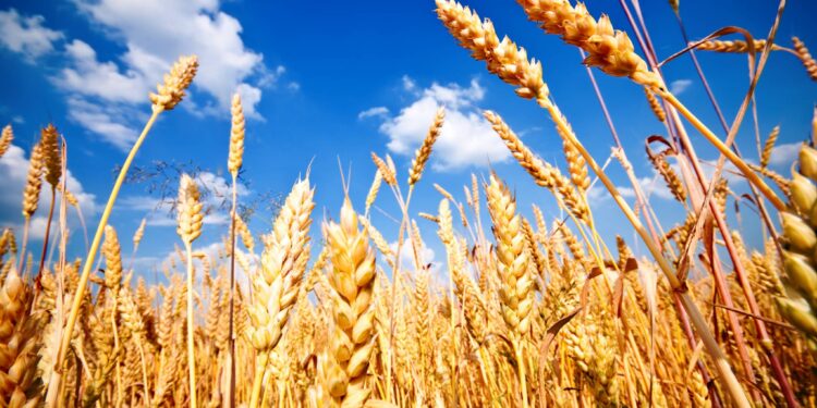 القمح