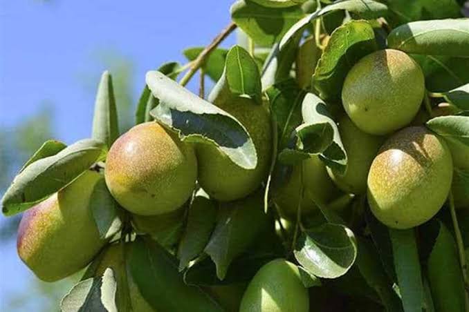 images 2025 04 08T002333.438