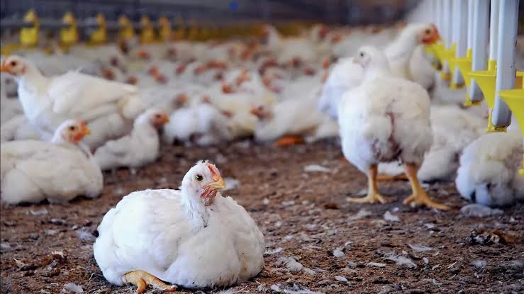 images 2025 04 29T001645.361