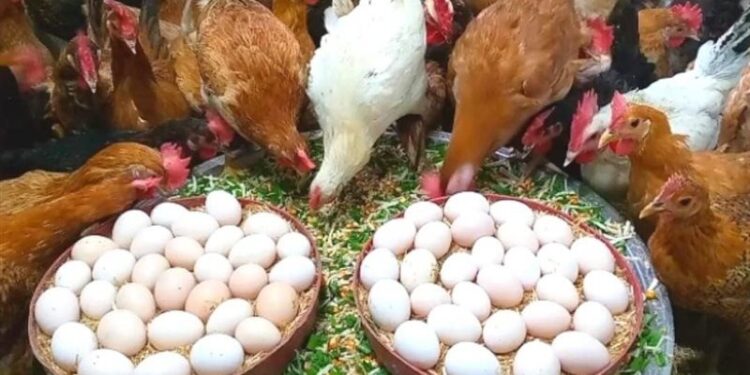 الدواجن والبيض
