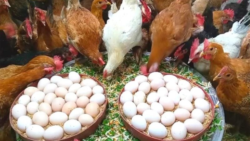 الدواجن والبيض