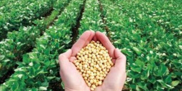 مزارعي فول الصويا