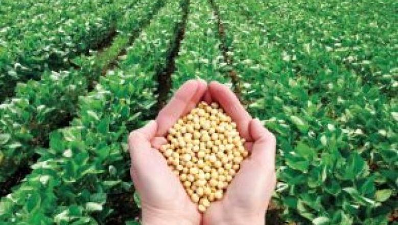 مزارعي فول الصويا