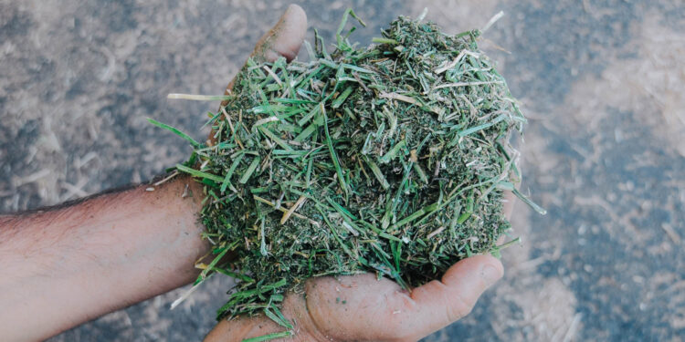 البرسيم الحجازي المصري يغزو أسواق الخليج