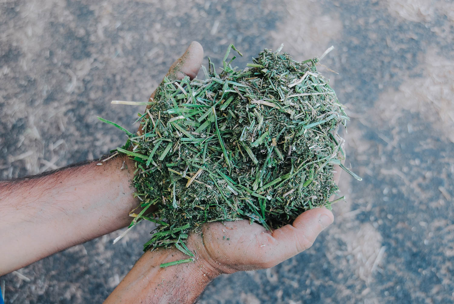 البرسيم الحجازي المصري يغزو أسواق الخليج