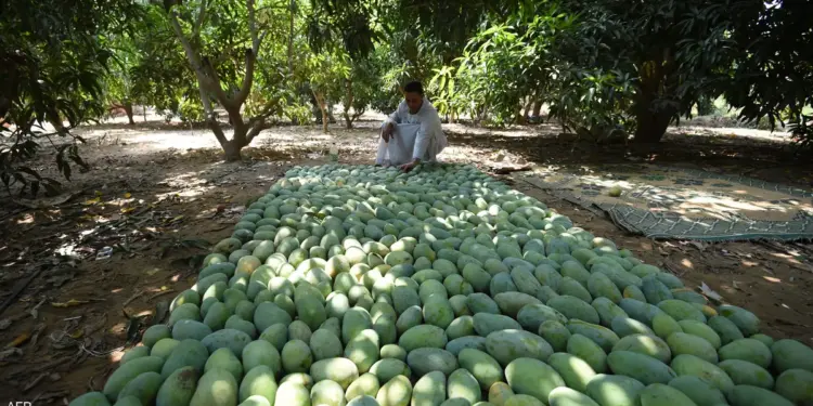 مهرجان المانجو