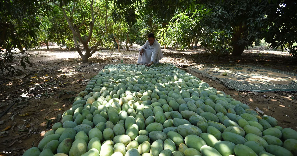 مهرجان المانجو
