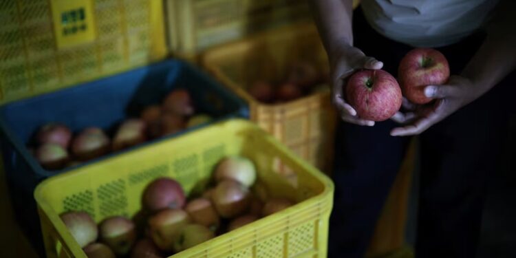 "تفاح" كوريا الجنوبية في مواجهة عاصفة ترامب التجارية
