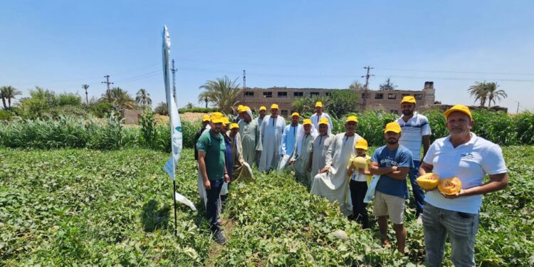 يونيفرت مصر سامتريد