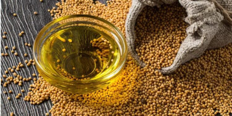 البذور الزيتية