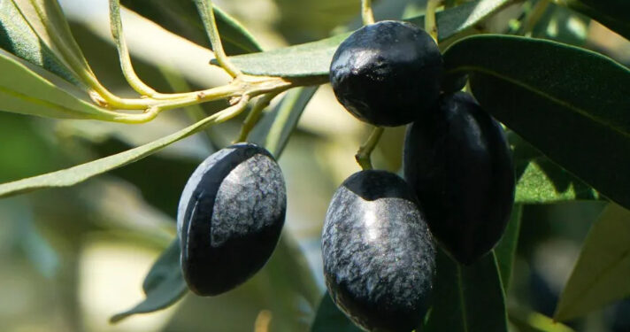 الزيتون الأسود