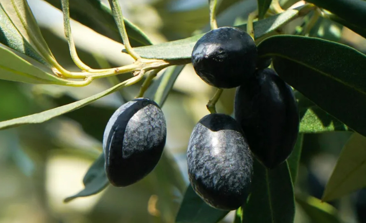 الزيتون الأسود