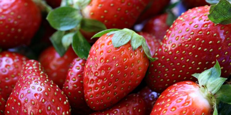 شتلات الفراولة