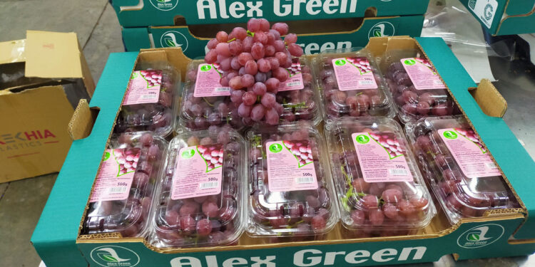 شركة اليكس جرين للاستيراد والتصدير