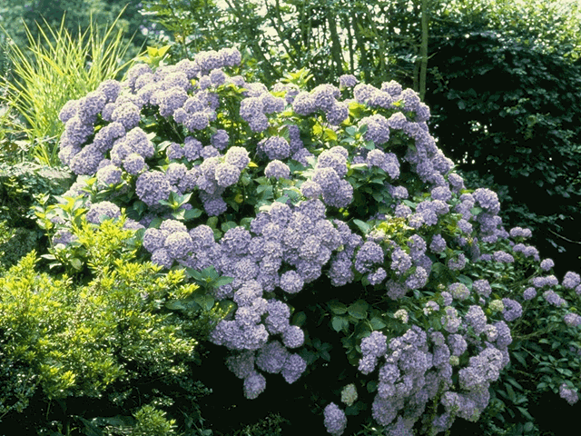 1461454279 296444 886 246274