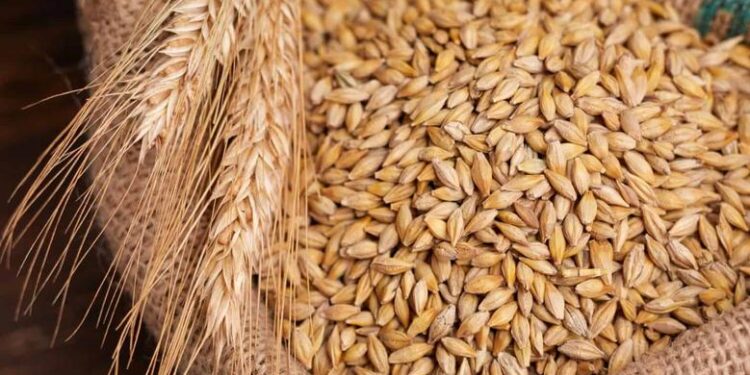 الأرز الشعير