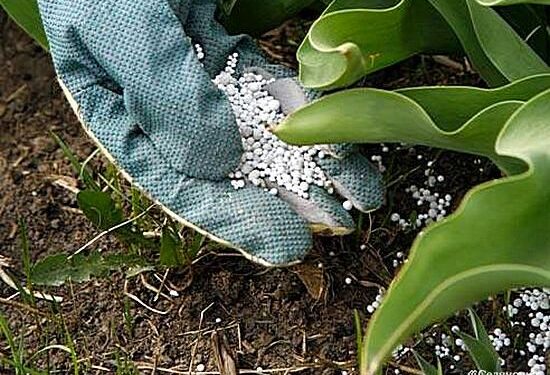 الدولية للأسمدة