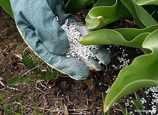 الدولية للأسمدة