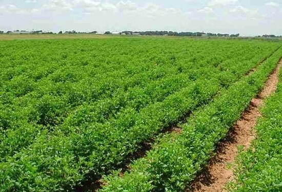 الأراضي الزراعية