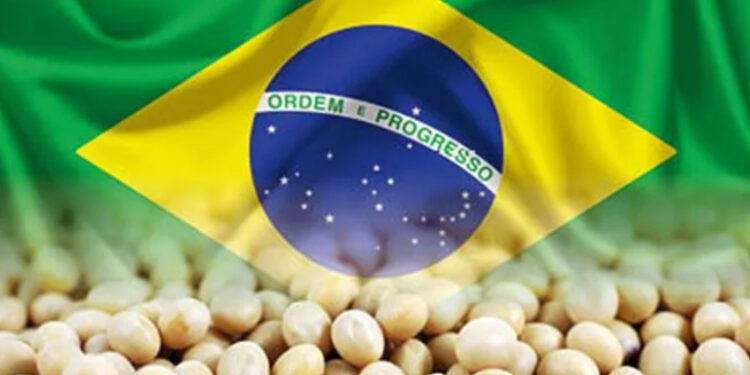 فول الصويا البرازيل