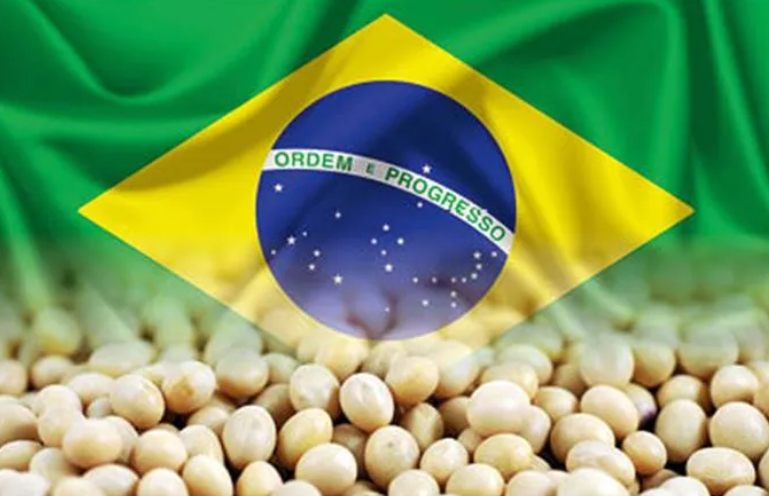 فول الصويا البرازيل