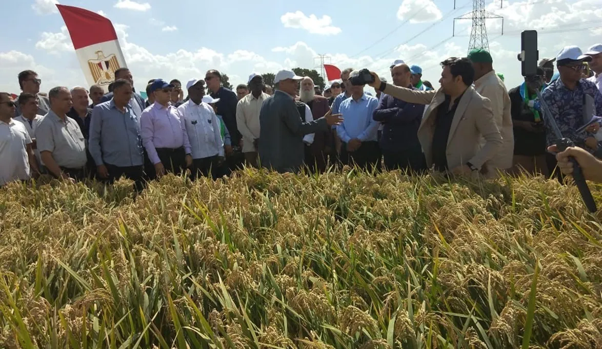 وفود منتدى الأرز الأفريقى تتفقد محطة سخا للاطلاع على أحدث تقنيات الزراعة