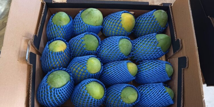 «كليما للحاصلات الزراعية» تضاعف صادرات المانجو لتتجاوز 700 طن