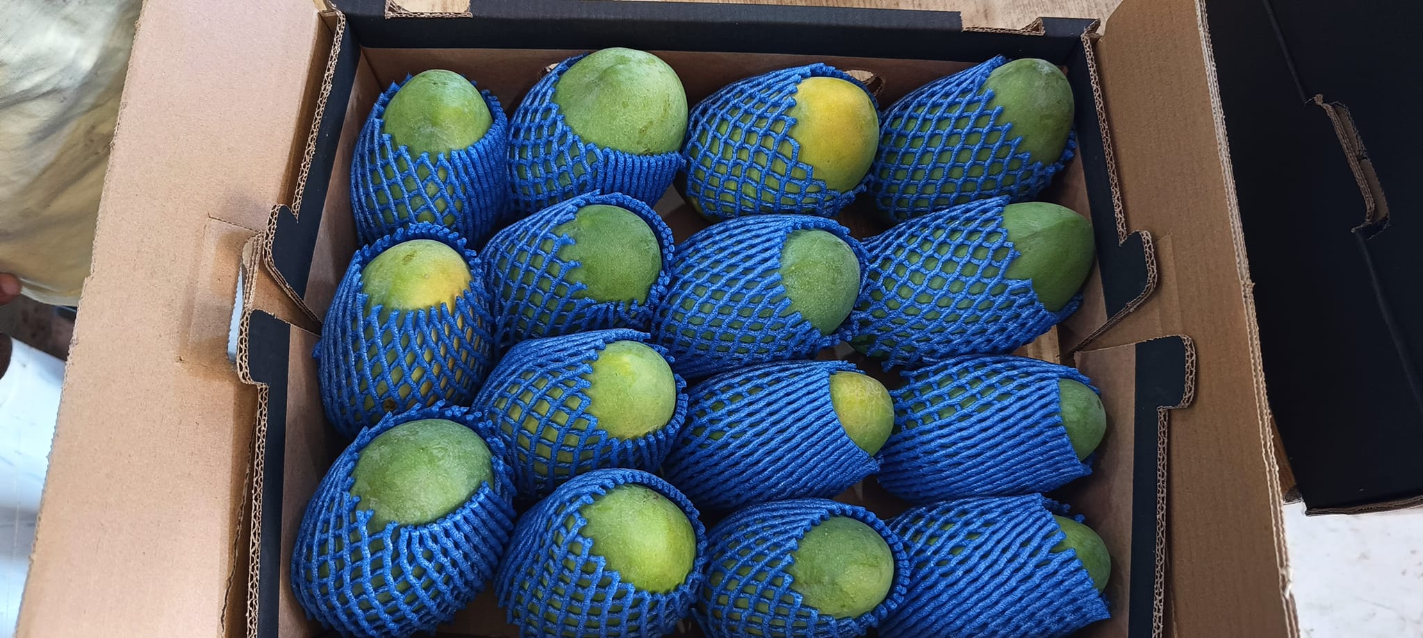 «كليما للحاصلات الزراعية» تضاعف صادرات المانجو لتتجاوز 700 طن