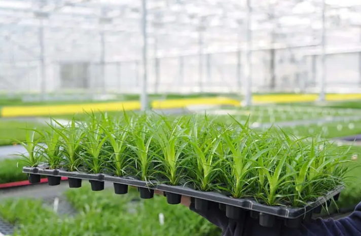 «الفارس للزراعة المستدامة» تستثمر 210 ملايين جنيه للتوسع بالسعودية