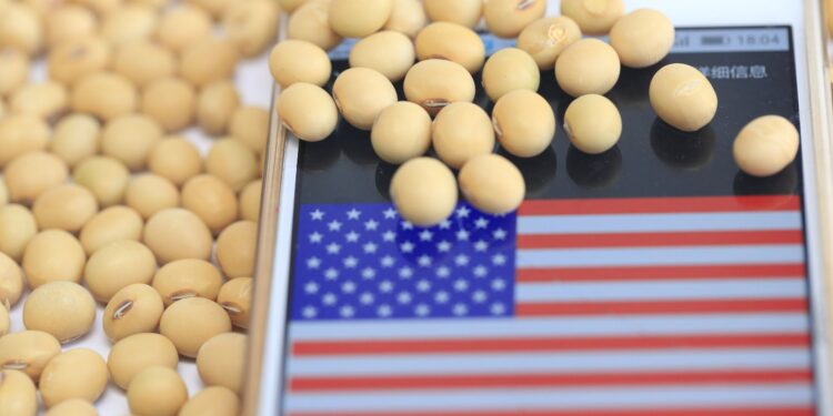 فول الصويا الأمريكي